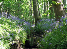 Bluebell Wood
