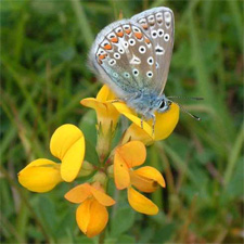 Butterfly and flowers