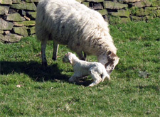 New Born lambs